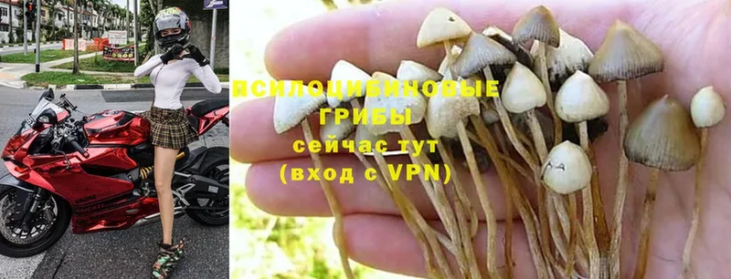 Галлюциногенные грибы Psilocybe  Белореченск 